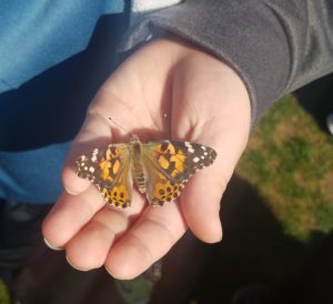 Butterflies in spring